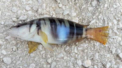 Pointed comber ×3 — Tyrrhenian Sea
