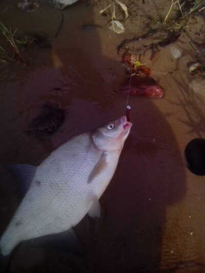 Carp bream, 1.5 kg — Kaunas reservoir