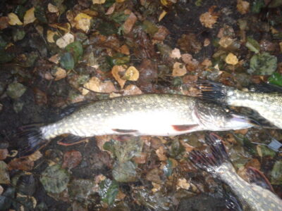 Northern Pike, 1.2 kg