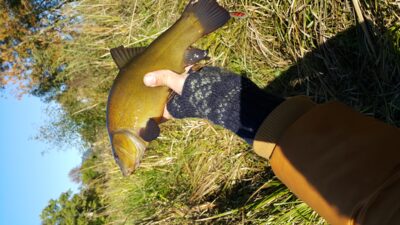 Tench, 0.5 kg — Ėriškių