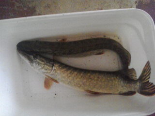 Northern Pike