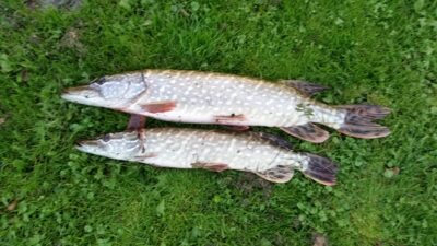 Northern Pike, 1.8 kg — Skriaudžių