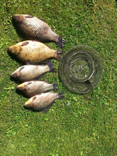 Prussian carp ×5 — Andriškių