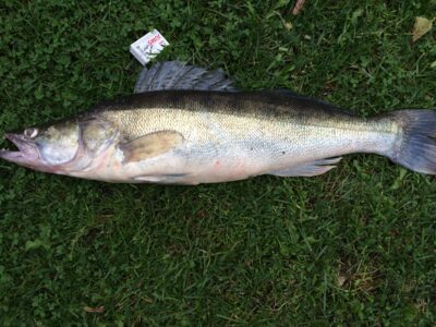 Pike perch, 3.1 kg