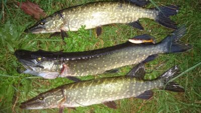 Northern Pike ×3 — Klaipėdos
