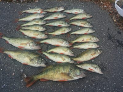 Eurasian perch, 0.5 kg