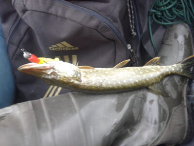 Northern Pike — Žvernas