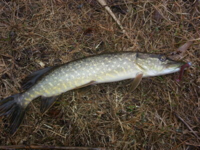 Northern Pike, 0.8 kg — Šilalės