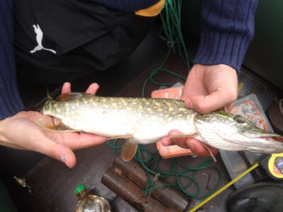Northern Pike — Baluošas