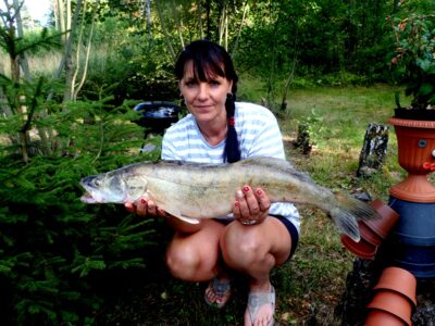 Pike perch — Baltic Sea