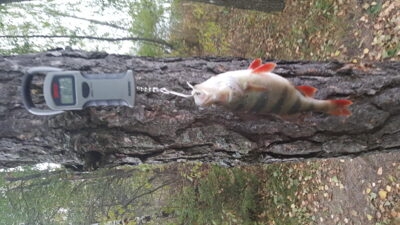 Eurasian perch, 0.4 kg — Kiaunas