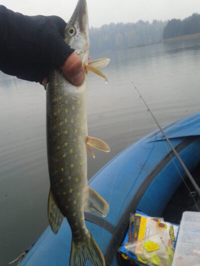 Northern Pike