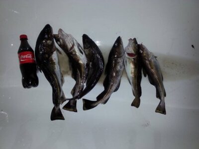 Atlantic cod ×6 — Baltic Sea