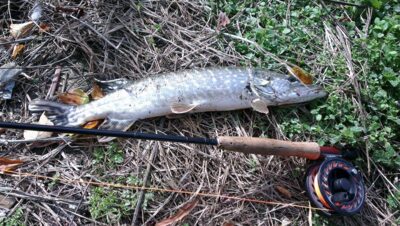 Northern Pike, 1.0 kg