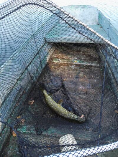 Northern Pike, 1.0 kg — Duburys