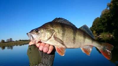 Eurasian perch, 0.8 kg