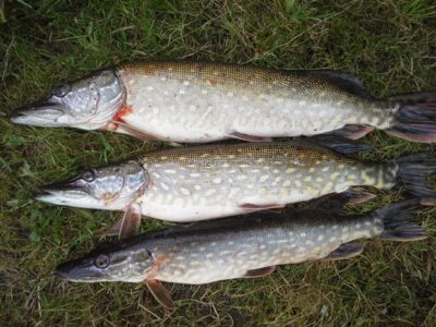 Northern Pike ×3