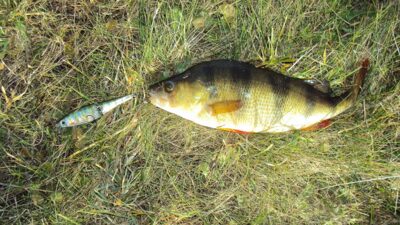 Eurasian perch, 0.7 kg — Gėgė