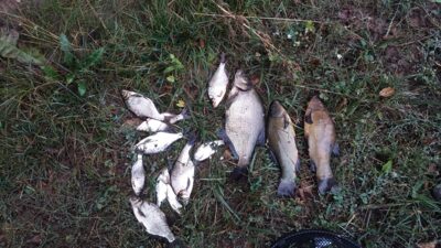 Tench — Vilkokšnis