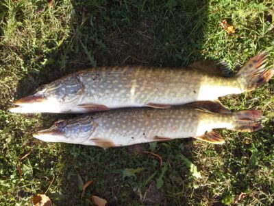 Northern Pike