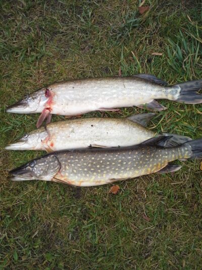 Northern Pike ×3