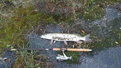 Northern Pike, 1.3 kg — Marijampolės II-asis