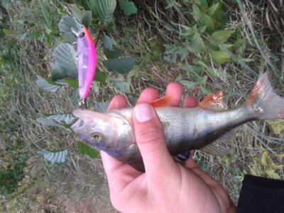 Eurasian perch — Neris River