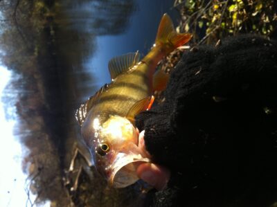 Eurasian perch — Venta