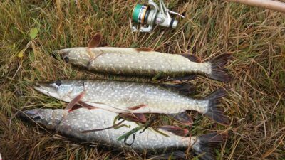 Northern Pike ×3 — Kurmežeris