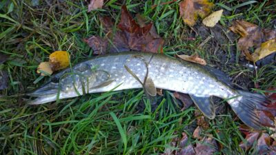 Northern Pike, 0.5 kg