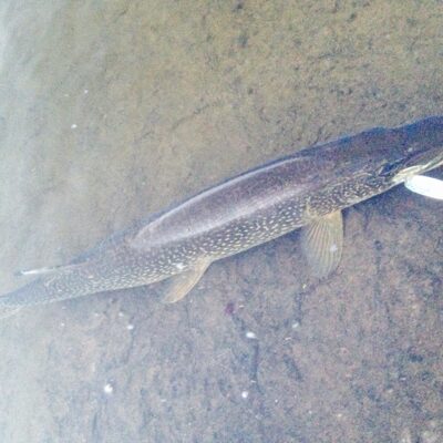 Northern Pike, 5.0 kg