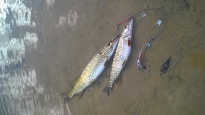 Northern Pike, 1.8 kg — Seirijis