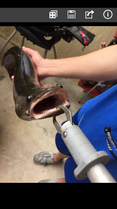 Bullseye snakehead, 3.2 kg