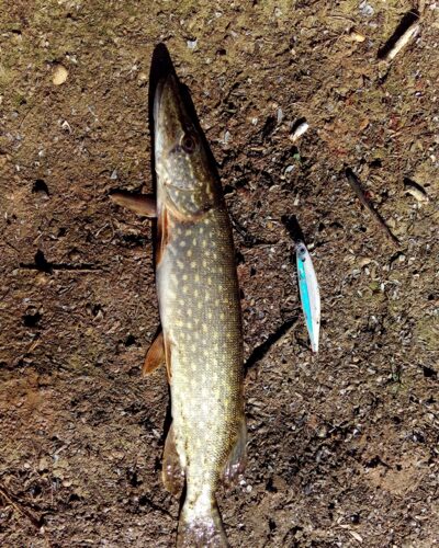 Northern Pike — Marijampolės II-asis
