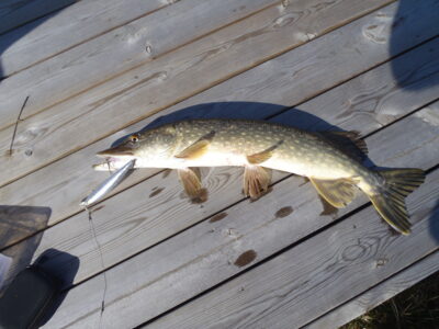 Northern Pike — Träsksjön