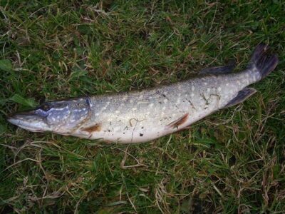 Northern Pike, 1.1 kg — ATMATA