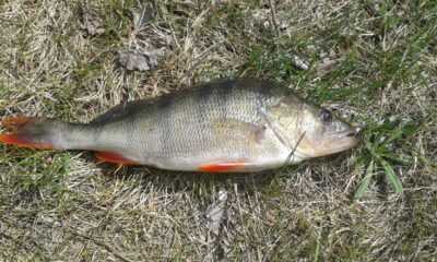 Eurasian perch, 0.5 kg — Ežeras