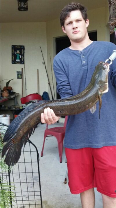 Bullseye snakehead, 4.3 kg