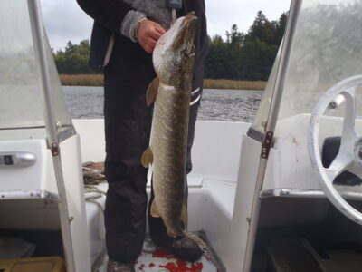 Northern Pike — Baltic Sea