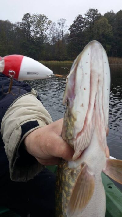 Northern Pike, 2.0 kg