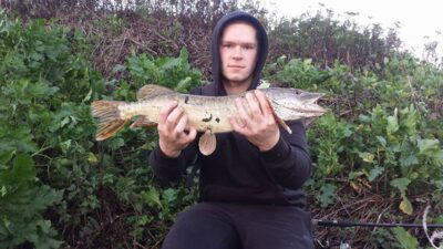 Northern Pike, 1.5 kg — River Witham