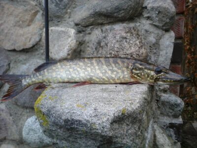 Northern Pike, 1.1 kg — Kiaunas