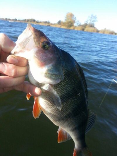 Eurasian perch, 0.7 kg — ATMATA