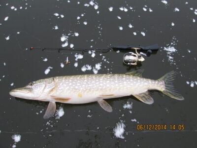Northern Pike, 3.4 kg