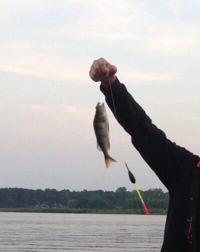 Eurasian perch ×5 — Lielupe