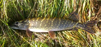 Northern Pike, 1.8 kg — Ekrano gamyklos