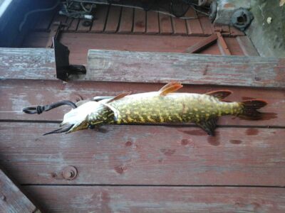 Northern Pike, 1.6 kg — Kiaunas