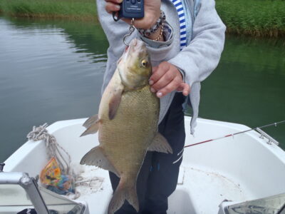 Carp bream — Baltic Sea