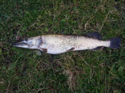 Northern Pike, 2.2 kg — ATMATA