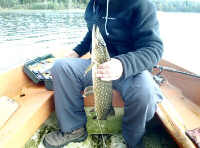 Northern Pike — Baltic Sea